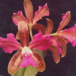 Cattleya leopoldii